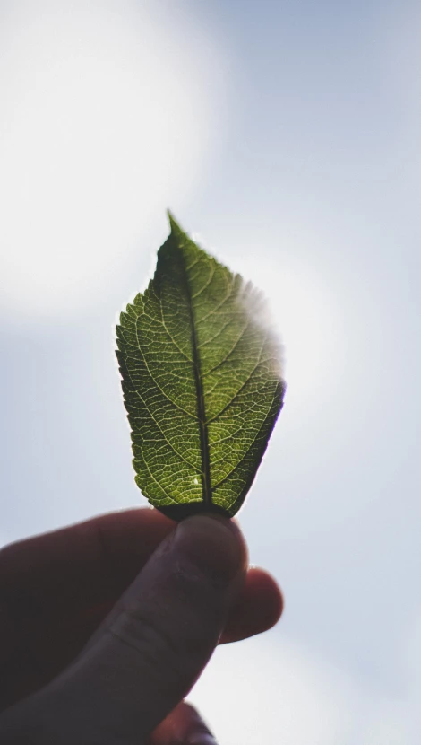 closeup person s fingers holding small green leaf against sky background